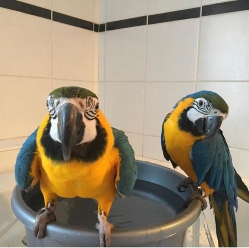 Blue and Gold Macaw parrots for sale