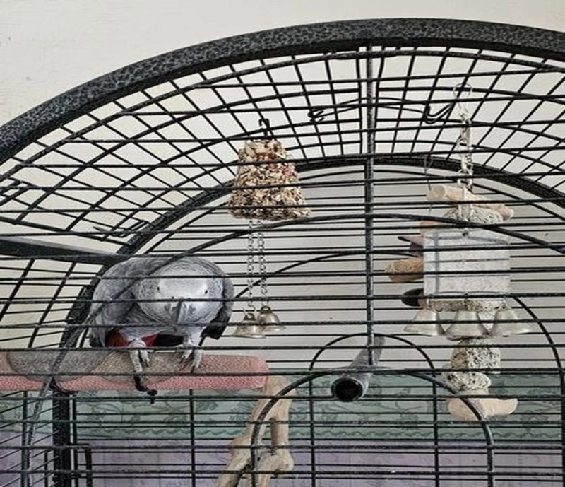 ** Female African Grey Parrot For Sale **