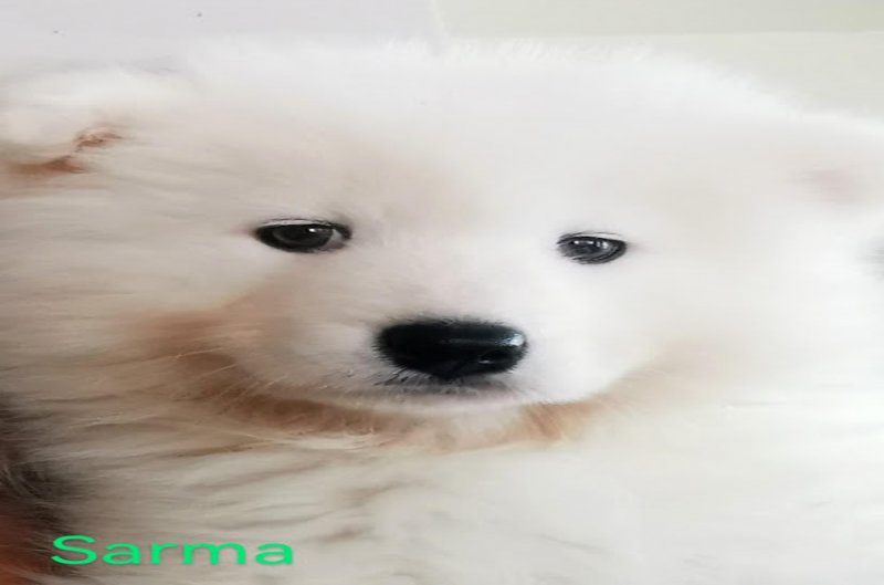 Samoyed szuka