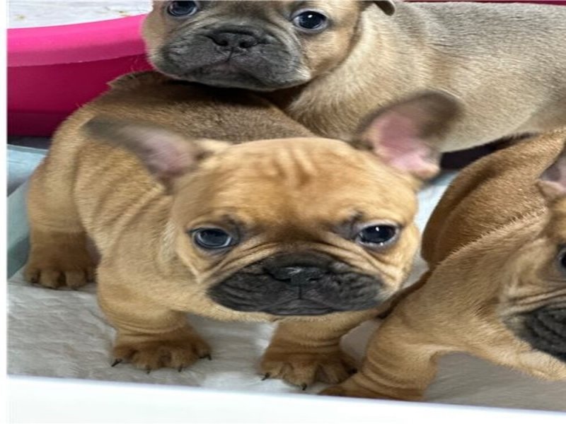 Adorable French Bulldog Puppies