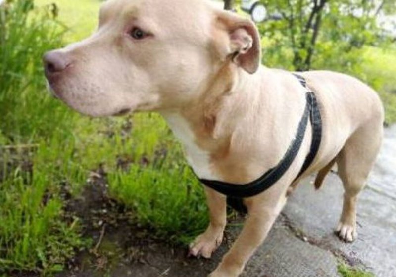 Amerikai Pitt pullterrier