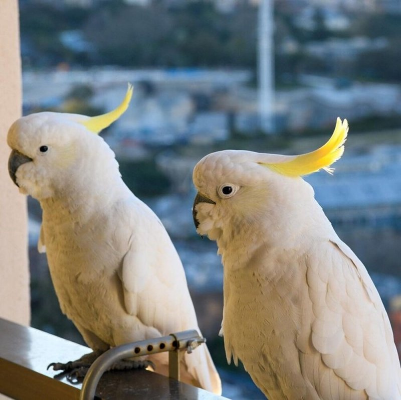 Cute Cockatoo parrots for sale