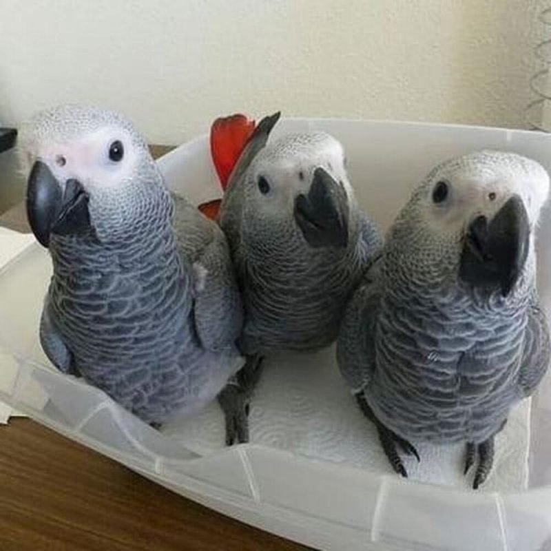 Lovely African gray parrots  for sale