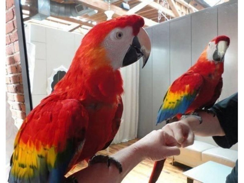 Lovely Scarlet Macaw parrots for sale