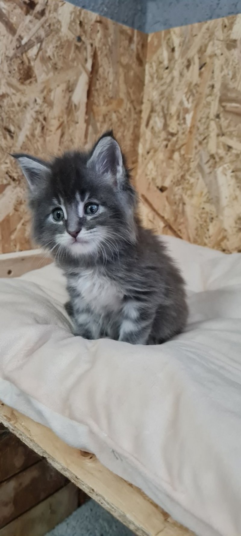 Maine Coon kiscicák elérhetők