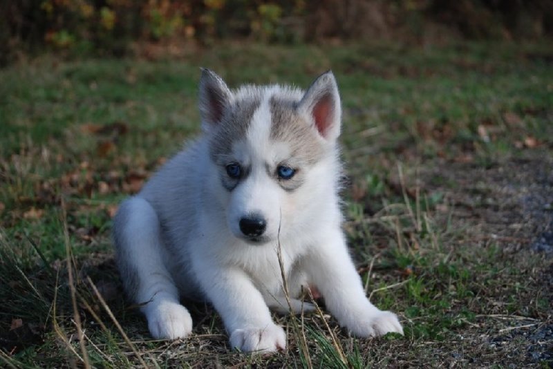 Kiváló szibériai husky kölykök.