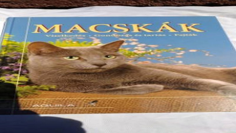 Macskák könyv nagy méretű