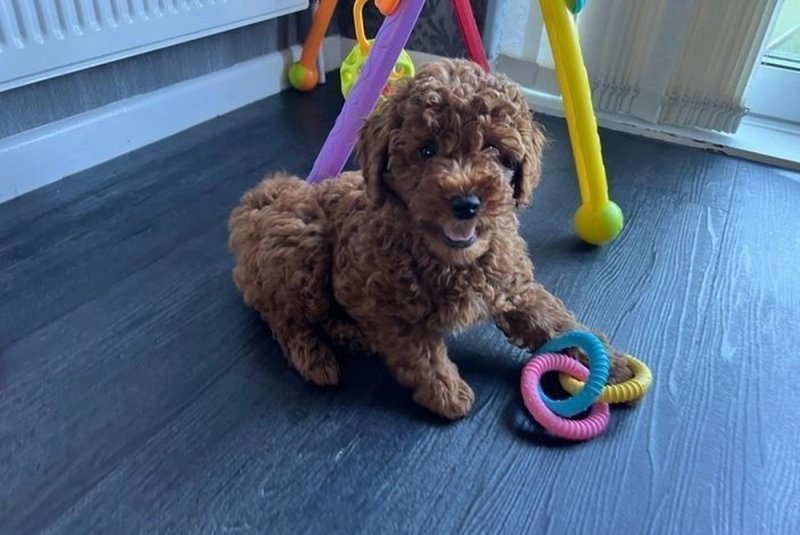 Gorgeous Miniature Goldendoodle Puppy - Girl ????