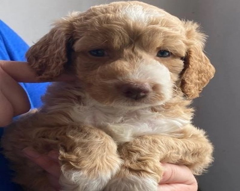 Miniature Goldendoodle Puppies