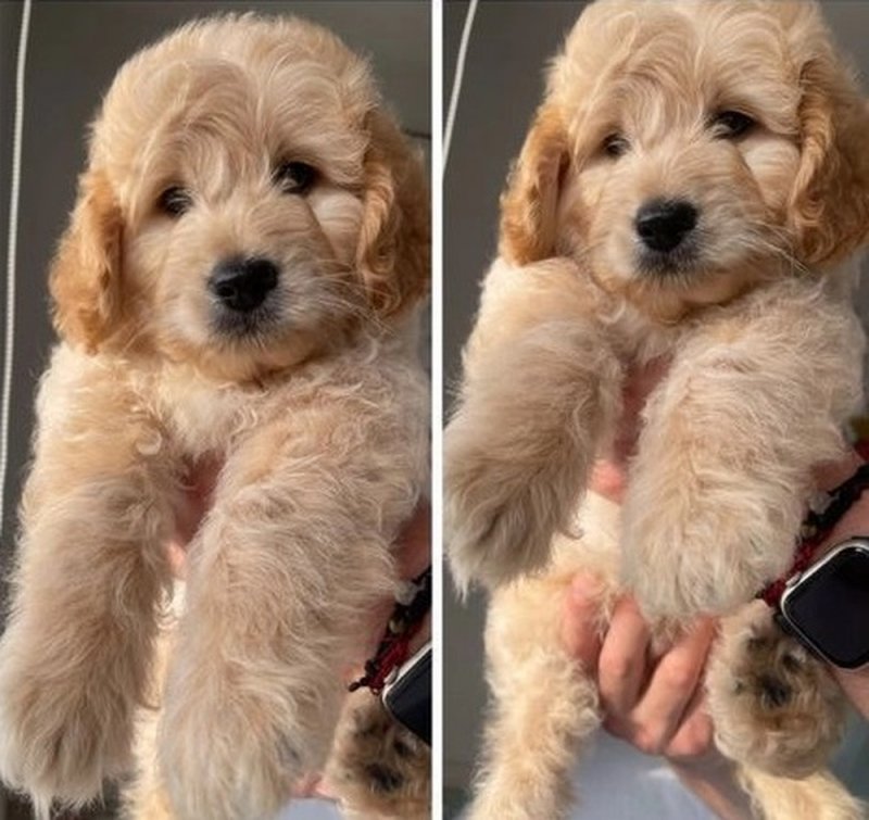 Two boys & two girls LEFT HOMEBRED MINIATUREGoldendoodles F1B +1 (559) 745-5646