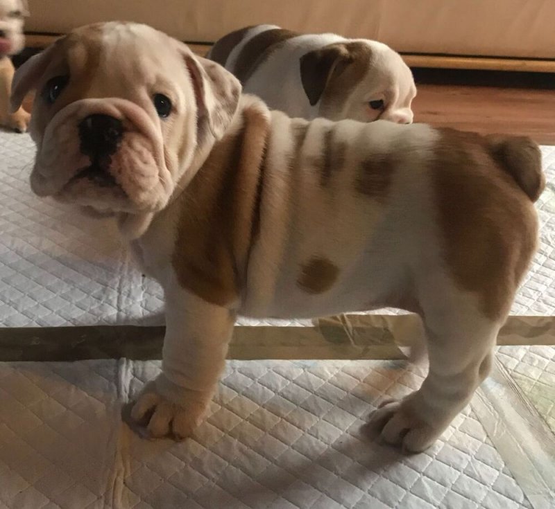 Gyönyörű fajtatiszta angol bulldog kölykök