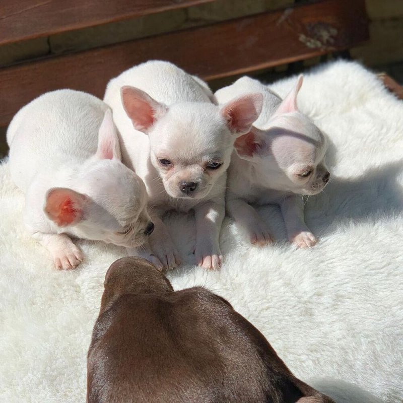 Gyönyörű chihuahua kölyökkutyák az újjáépítéshez