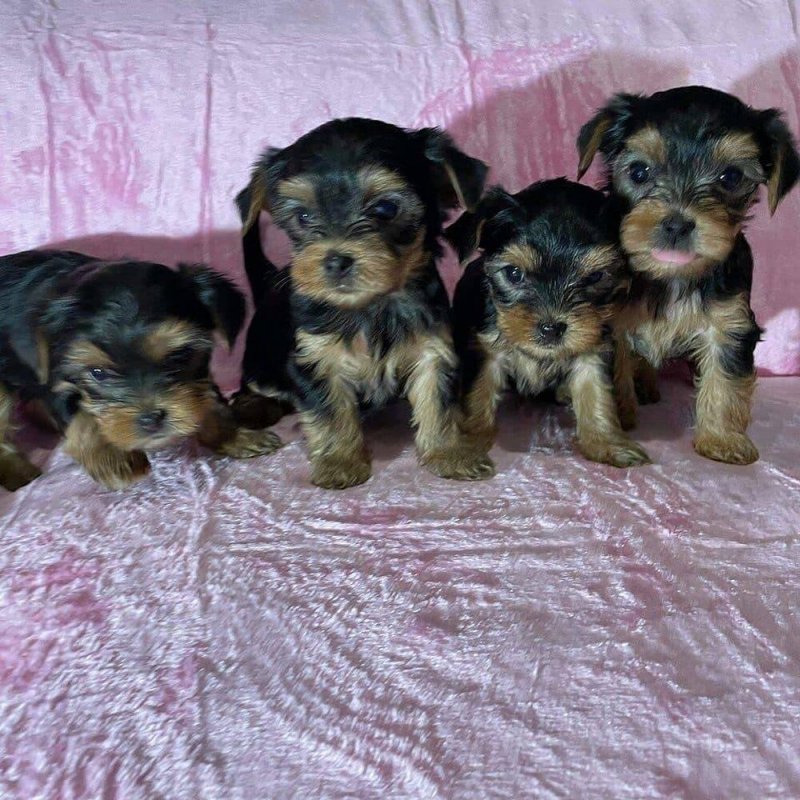 Lenyűgöző Yorkshire Terrier kölyökkutyák