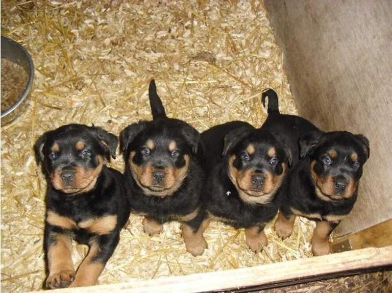 Rottweiler kölykök