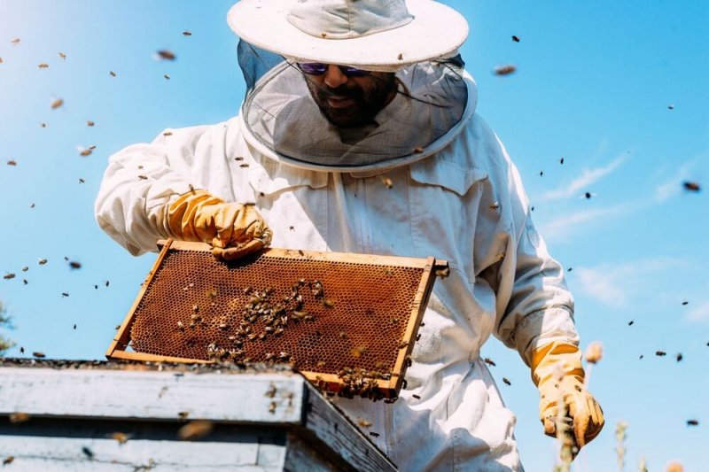 Méhész képzés