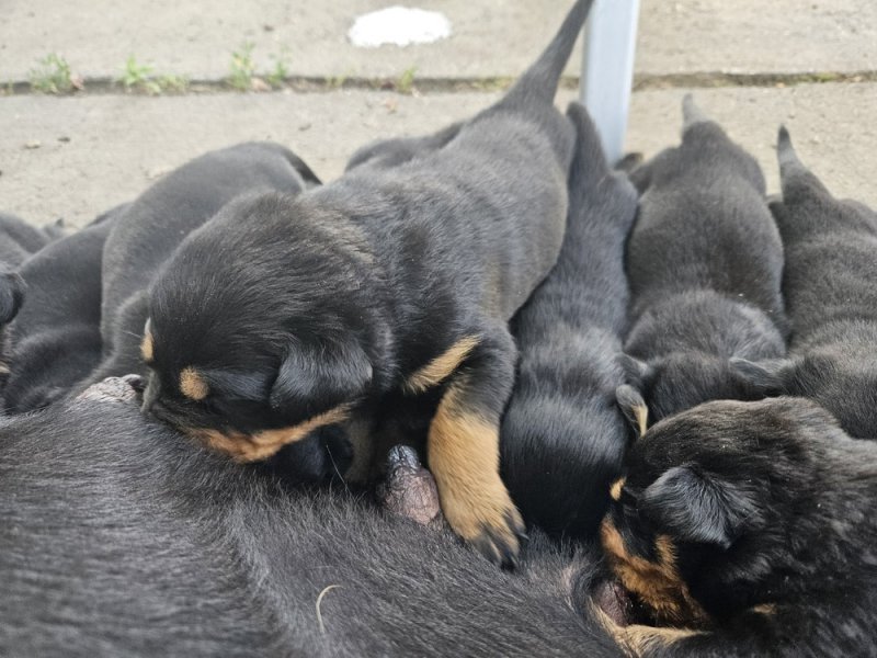 Rottweiler kiskutya eladó