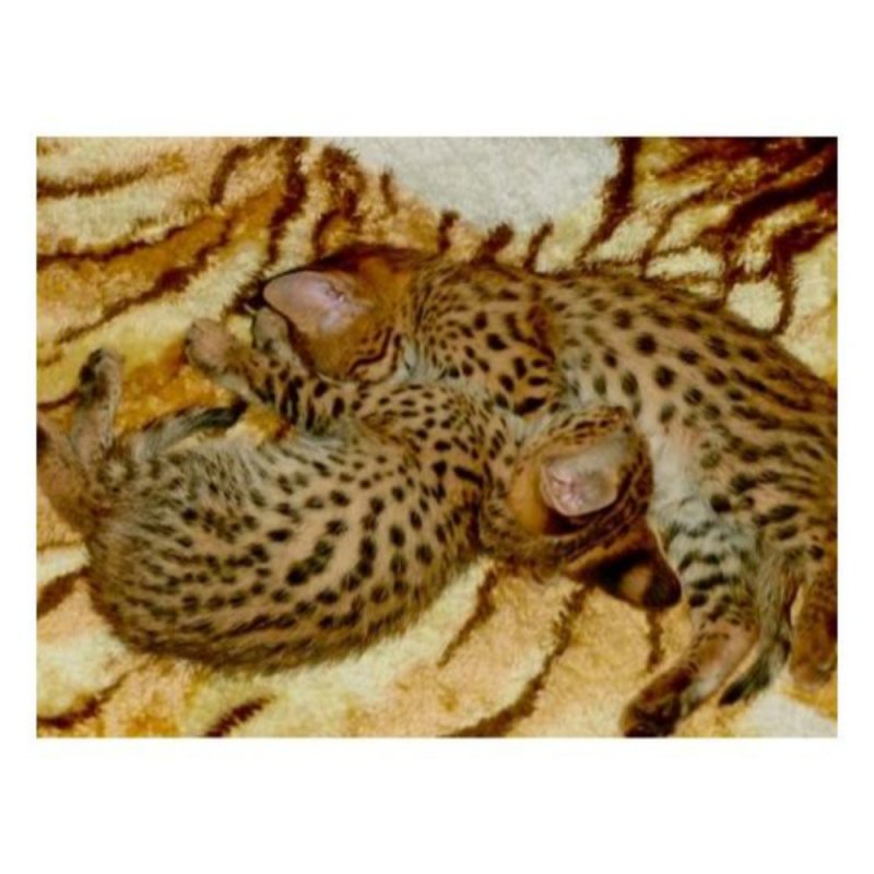 Kivételes alom Serval és Savannah caracal cicákból