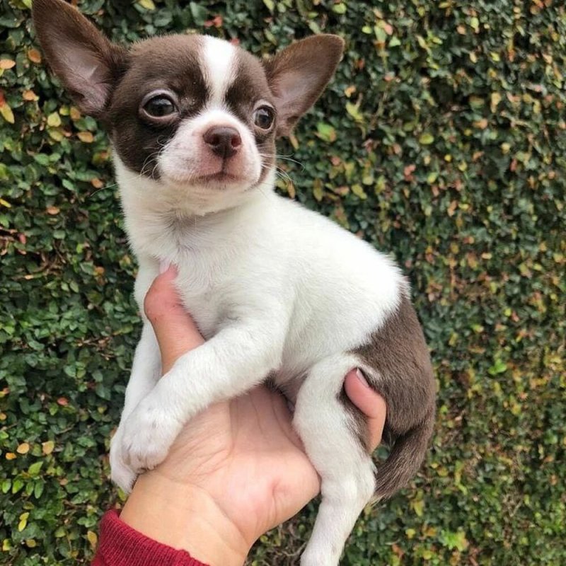 Whatsapp @+37124970915 , Viber 37124842752Cute and adorable Chihuahua puppies available for sale