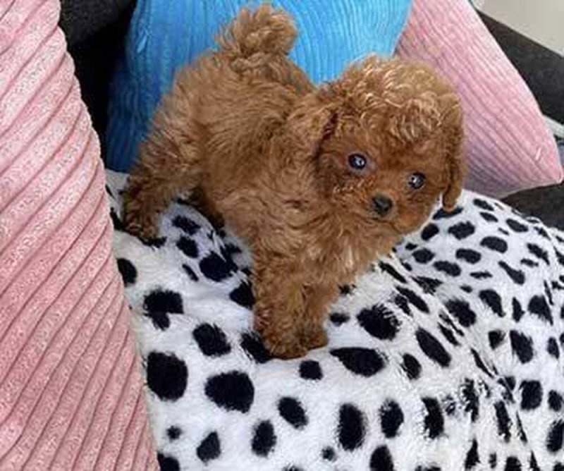 Cute and adorable toy poodle puppies available for sale Whatsapp @+37124970915.  Viber @+37124842752