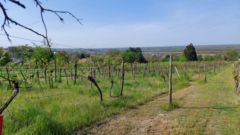 Befektetők, borbarátok figyelem! Szőlőültetvény eladó Győr-Ménfőcsanakon két hangulatos borospincével