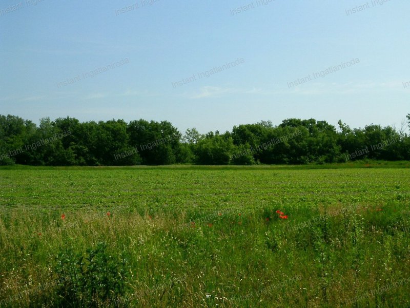Szigetcsépen belterületi telek kiváló áron!