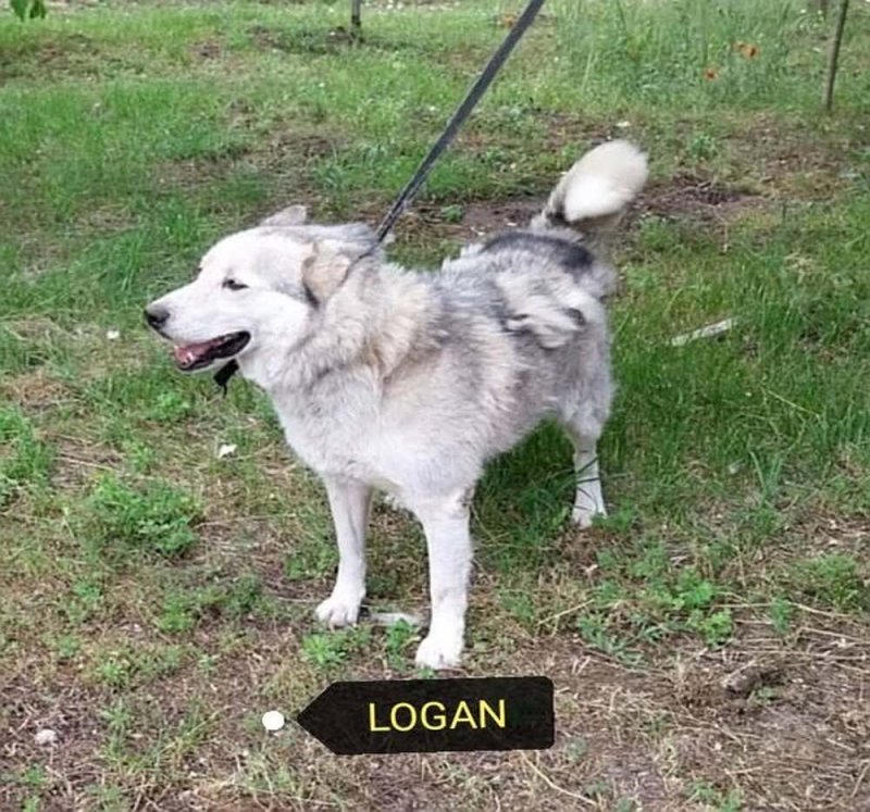 Logant nagyon rossz helyről mentettük. Gazdit keresünk neki