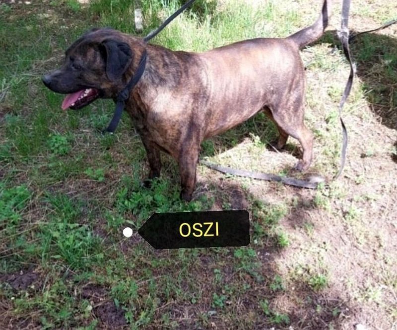 Oszit kidobták,mint a szemetet. Mi új gazdit keresünk neki