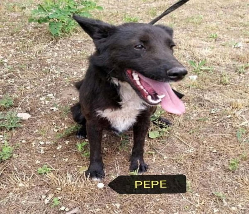 Pepe megmenekült a gyepmesteri telepről,most új gazdit keres