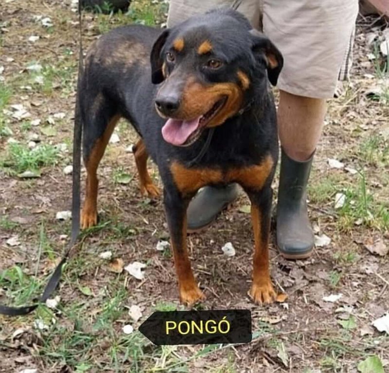 Utcára hajított Pongónak keresünk szerető családot