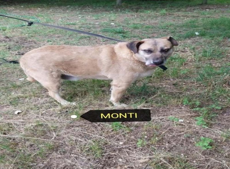Montinak szerető gazdit keresünk