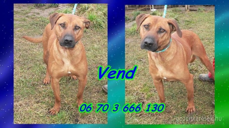 Gazdit keresünk Vendnek a Zöld menedéknél