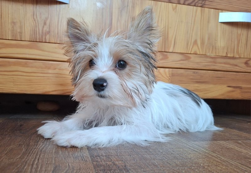 Yorkshire terrier kisfiú (yorki)