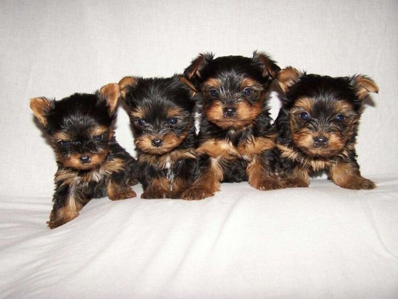 yorkshire terrier kölykök