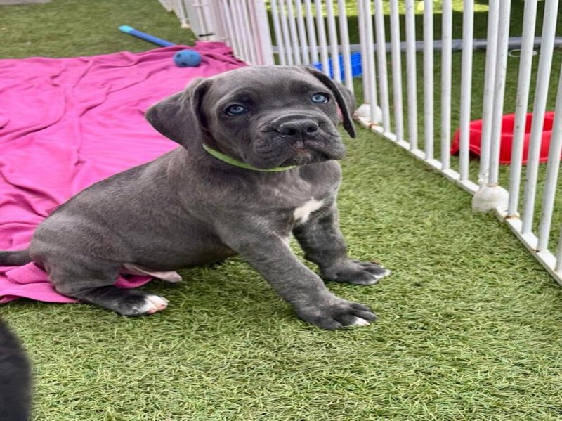 cane corso kölykök