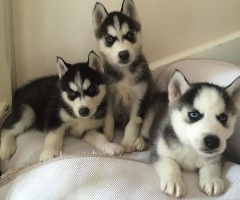 szibériai husky