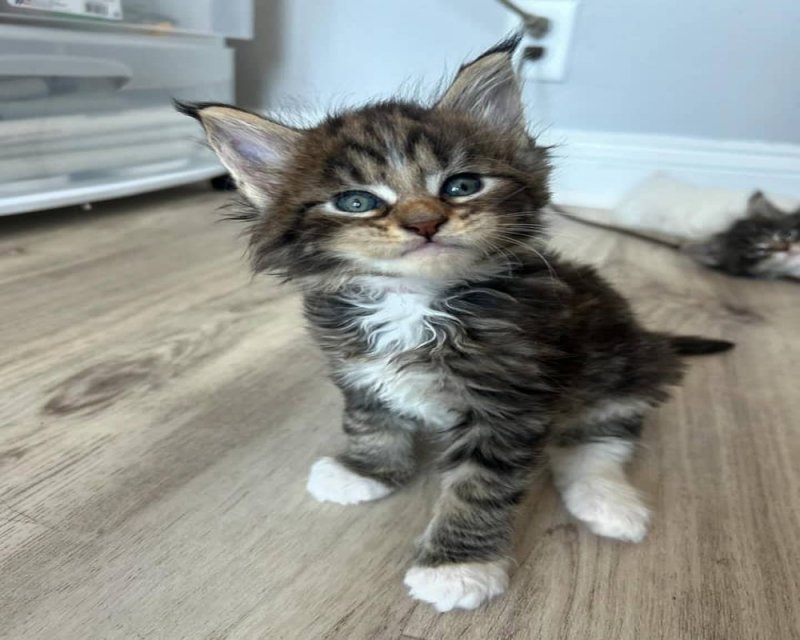 Maine Coon kiscicák örökbefogadásra