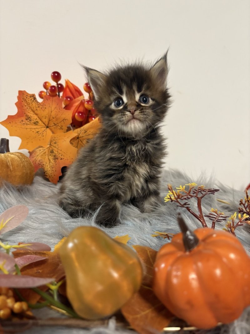 Maine Coon kiscicák