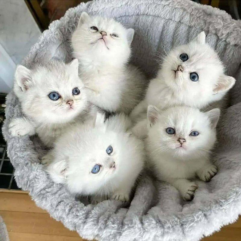 ✨ Álomszerű Ragdoll kiscica Elérhető – Tiszta Elegancia Bundában ✨