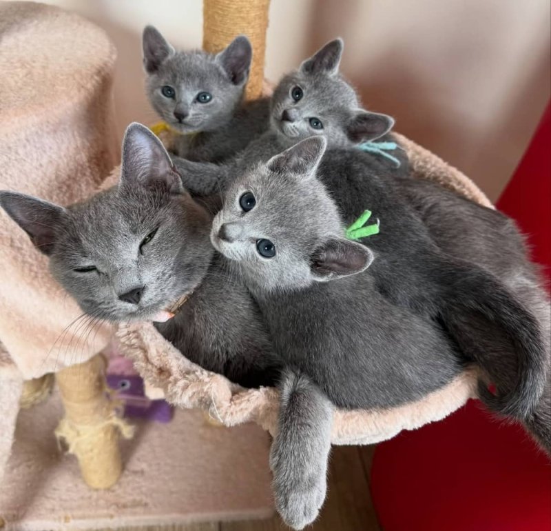 ???? Russian Blue Kitten for Sale – Grace, Mystery & Pure Affection ????