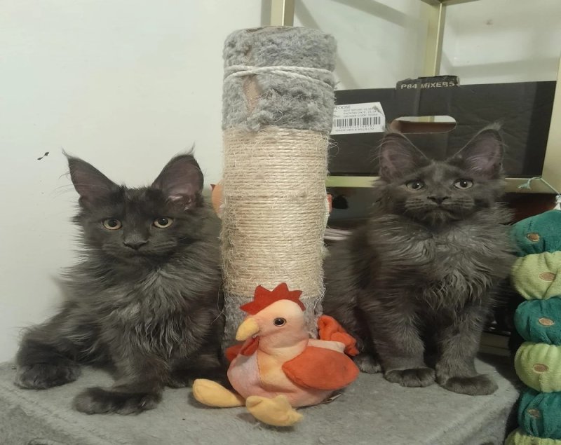 Blue smoke, boys and girls, polydactyl Maine Coon kittens