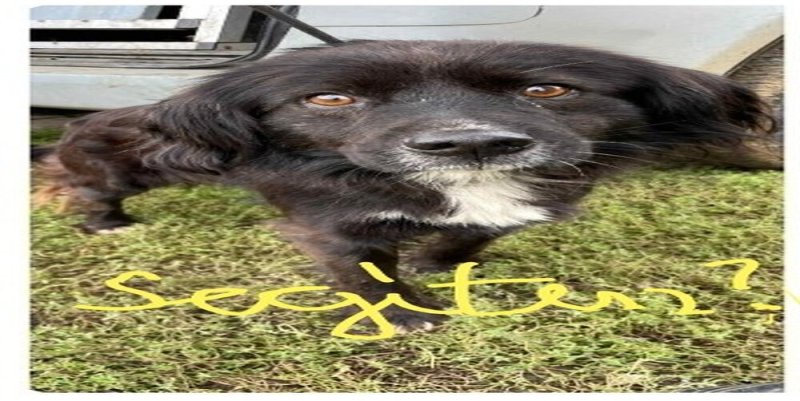 Norbit halálra ítélték,mi új gazdit keresünk neki