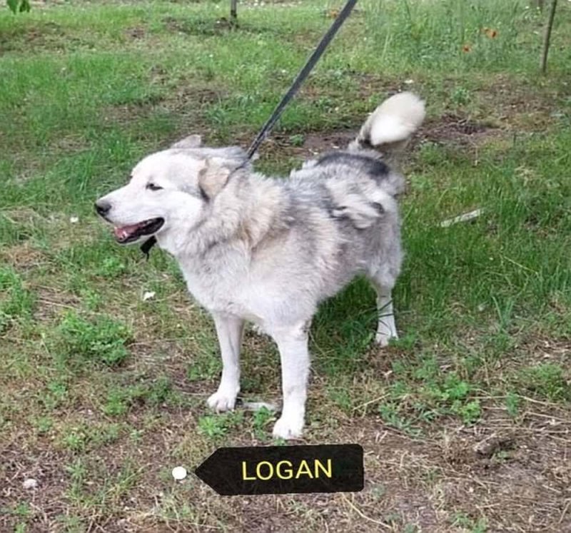 Logant nagyon rossz helyről mentettük. Gazdit keresünk neki