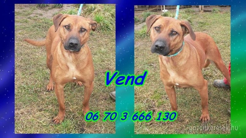 Gazdit keresünk Vendnek a Zöld menedéknél
