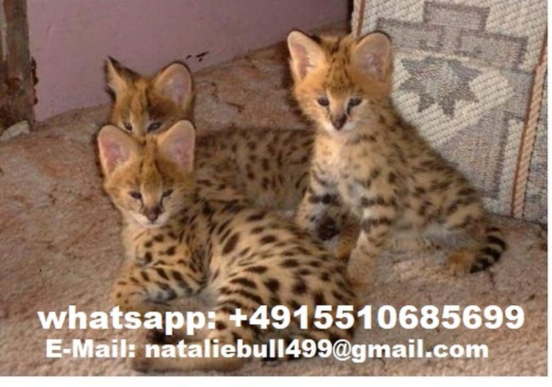 Savannah f4, f5, f6 kiscicák eladók