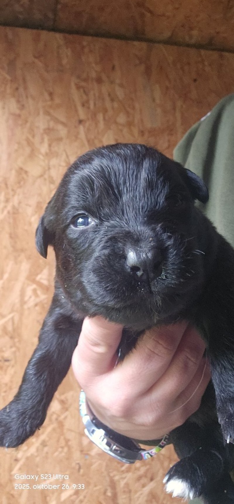 Ingyen elvihető kiskutyák border collie és mudi keverék