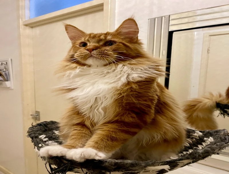 ???????? *TICA REG* GINGER MAINE COON KITTENS????????