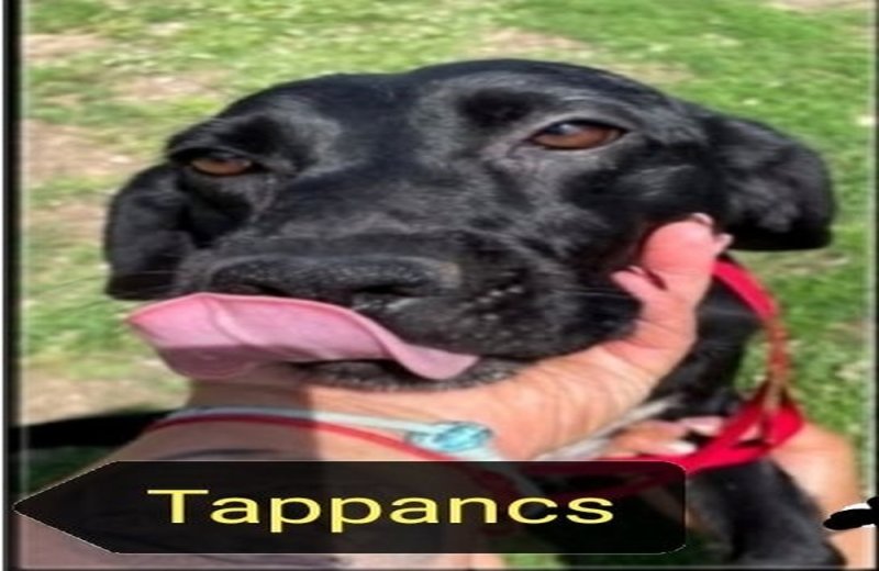 Tappancsot gyepmesteri telepről mentettük ki,most új gazdit keresünk