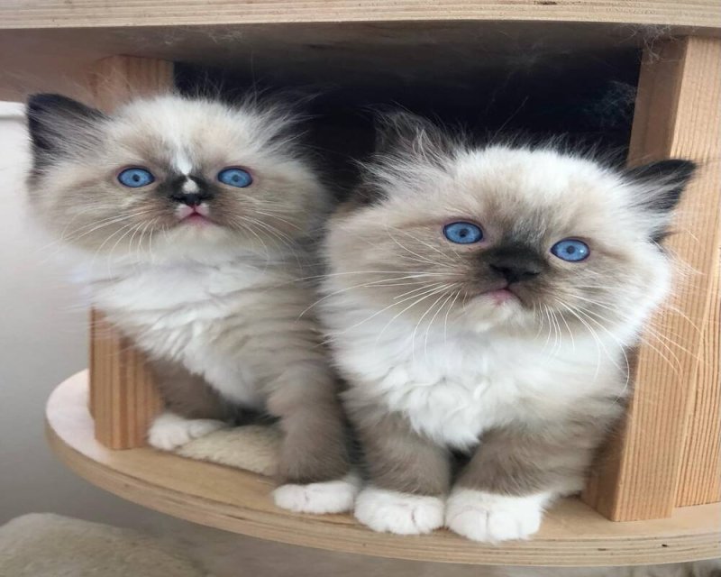 ???? Imádnivaló Ragdoll kiscica Elérhető ????