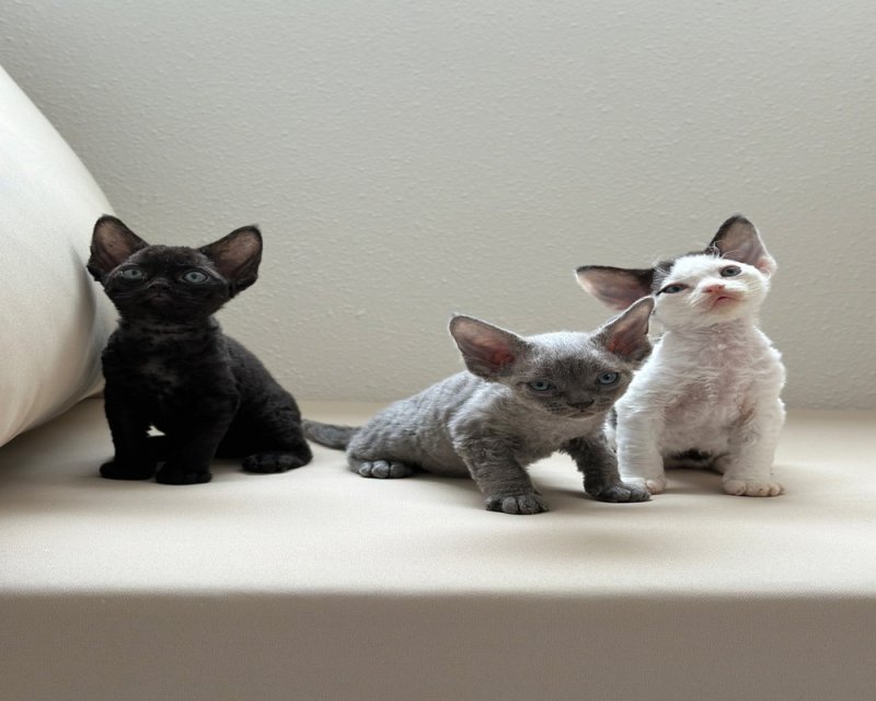 ✨ Imádnivaló Devon Rex kiscica Elérhető ✨