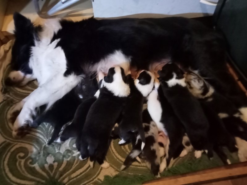Border collie kiskutyák eladók!
